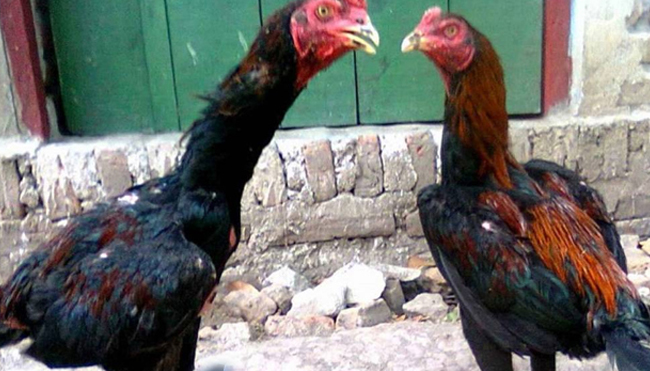 Kenyamanan dalam Bermain Sabung Ayam